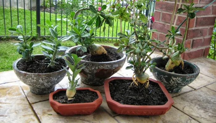 Lựa chọn chậu cây phù hợp