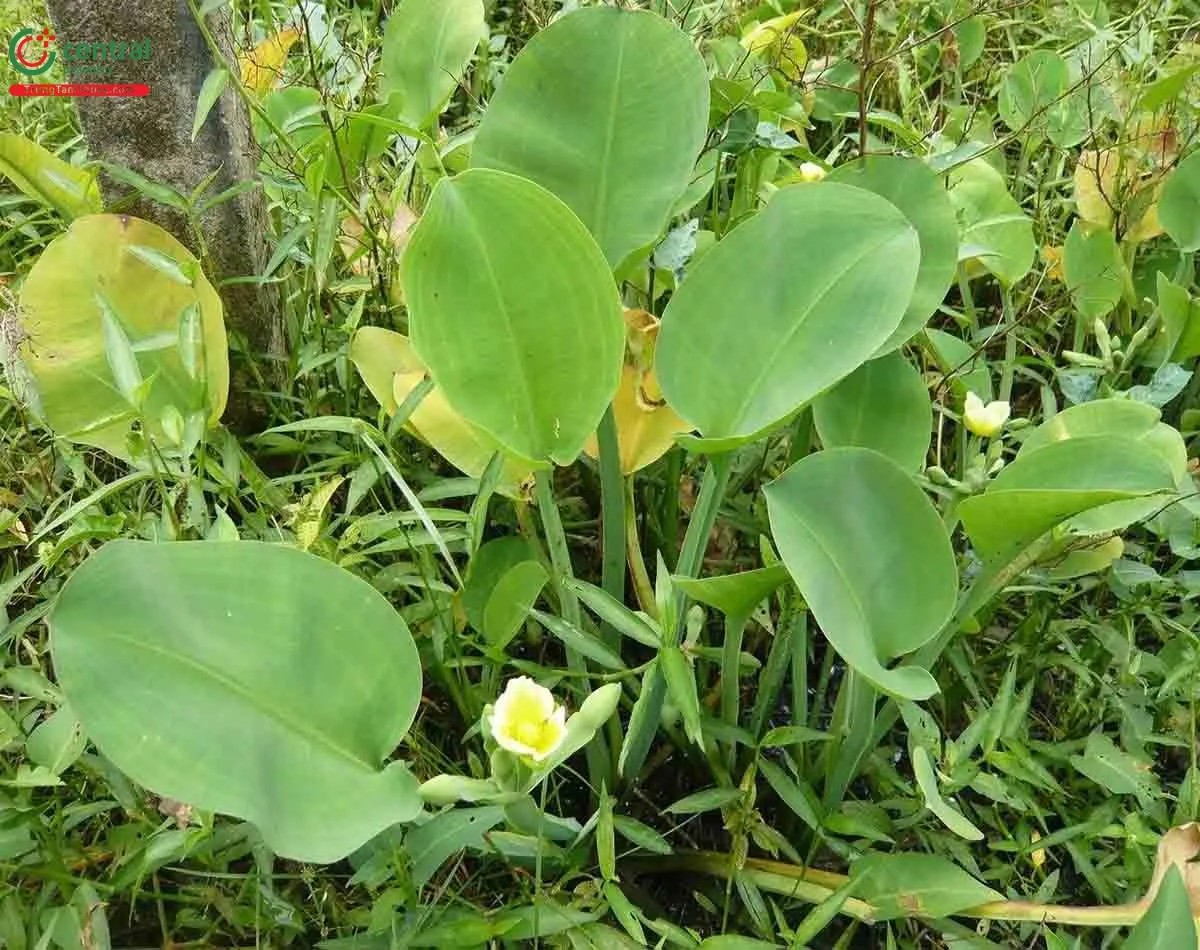 Lựa chọn củ giống hành tăm khỏe mạnh, đạt chuẩn