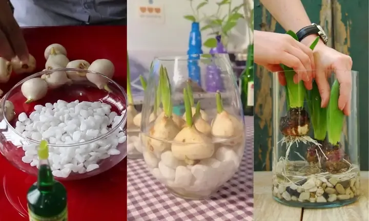 Lưu Ý Khi Trồng Hoa Tulip Thủy Canh, tóm tắt các bước trồng hoa tulip thủy sinh