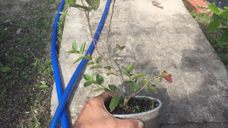 Lưu ý khi trồng và chăm sóc cây hồng quân