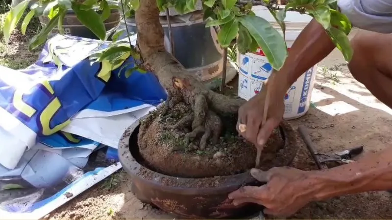 Lưu ý khi trồng và chăm sóc cây kim quýt