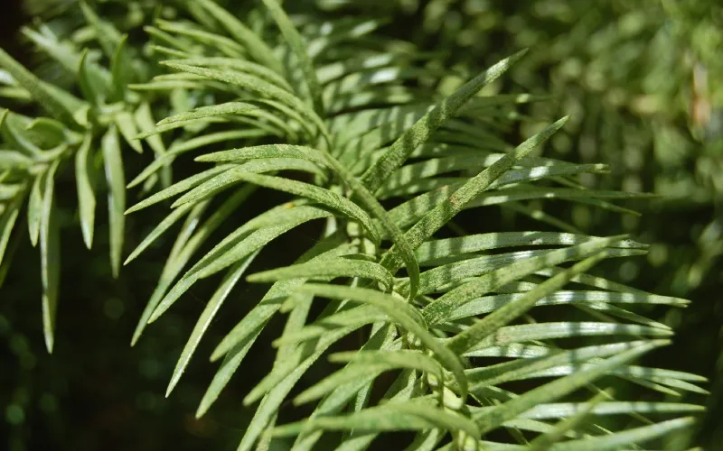 Lưu ý khi trồng và chăm sóc cây thông lá kim