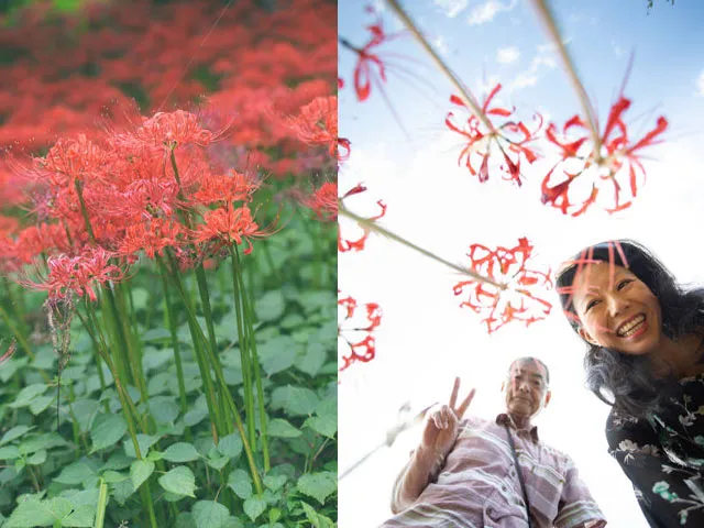 Lycoris Radiata - Hướng dẫn cách trồng hoa bỉ ngạn từ củ