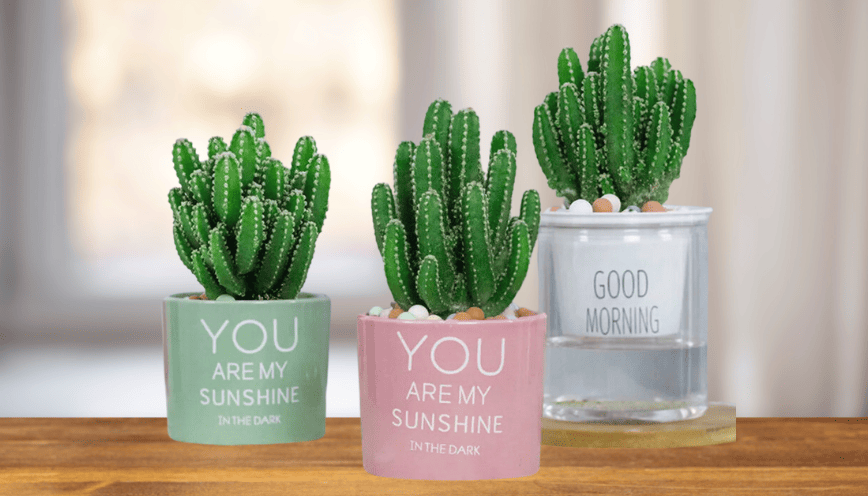 Cách Chăm Sóc Cây Lan Ý Trong Nước Từ A Đến Z Giúp Cây Phát Triển Bền Vững