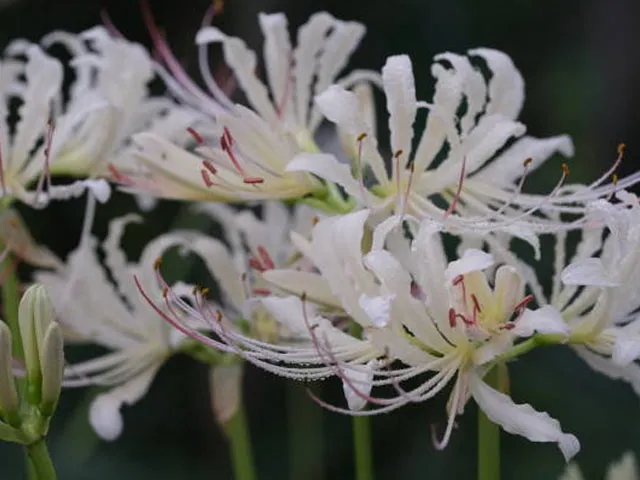 Mạn Đà La Hoa - Biểu tượng của cõi Phật