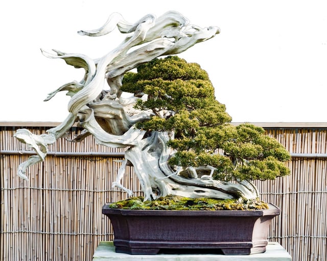Cách Chăm Sóc Cây Sung Bonsai Ra Quả Chi Tiết Từ A Đến Z
