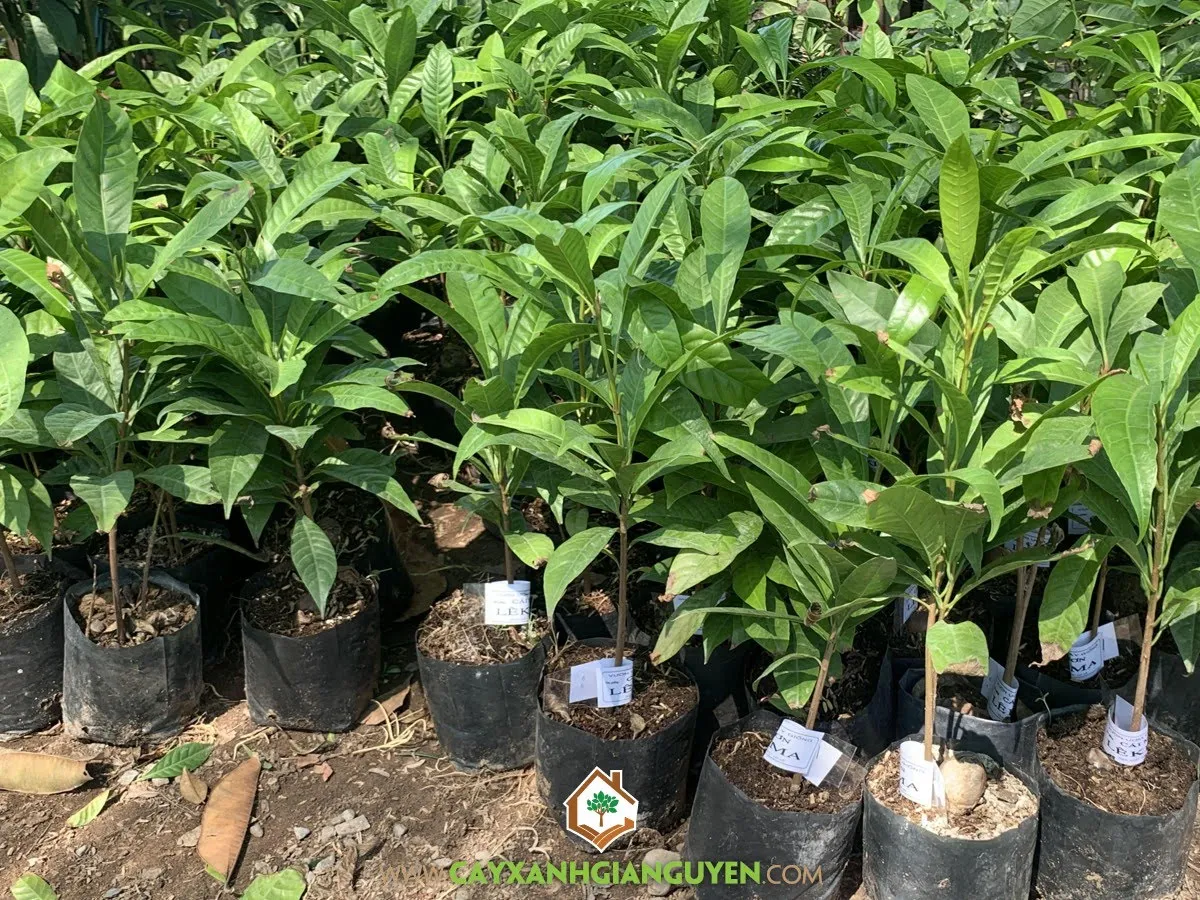 Mặt cắt đất trồng cây lê ki ma đã được xử lý vôi và bón lót phân chuồng hoai mục