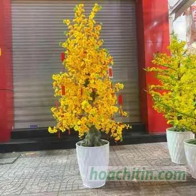 Mẫu cây mai bonsai có chiều cao lớn, thích hợp trưng bày ở sảnh