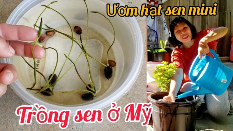 Cách Trồng Hoa Sen Mini Từ Hạt Thành Công Tại Nhà