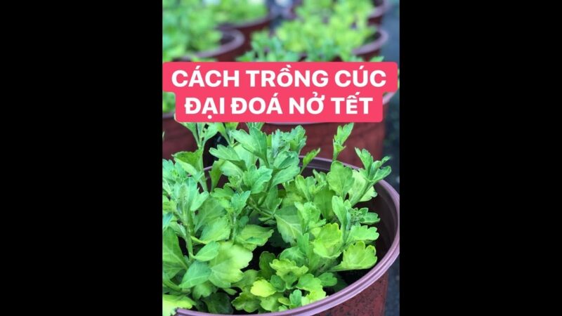 Cách Trồng Hoa Cúc Đại ĐóA: Hướng Dẫn Chi Tiết Từ A Đến Z Cho Người Mới