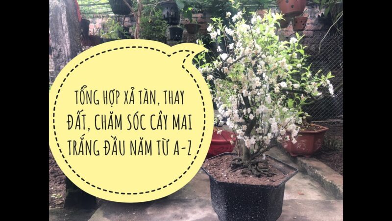 Cách Chăm Sóc Cây Mai Trắng Trong Chậu Toàn Diện Cho Người Mới Bắt Đầu