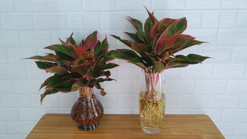 Cách Trồng Cây Phú Quý Bằng Nước Chi Tiết Từ Chuyên Gia