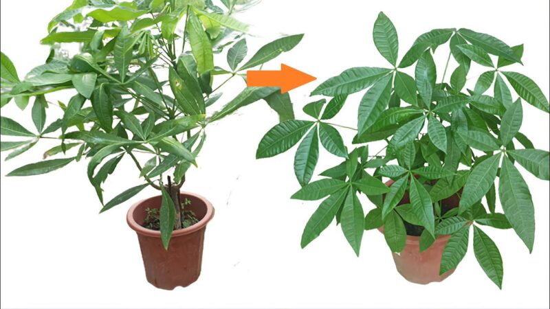 Cách Trồng Cây Kim Ngân Hoa Chi Tiết Từ A Đến Z