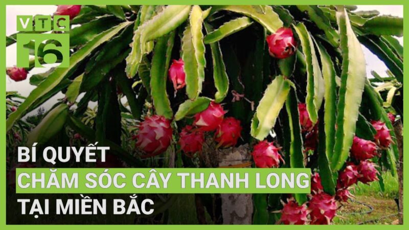 Cách Chăm Sóc Cây Bơ Ở Miền Bắc: Hướng Dẫn Kỹ Thuật Chuyên Sâu Từ A Đến Z