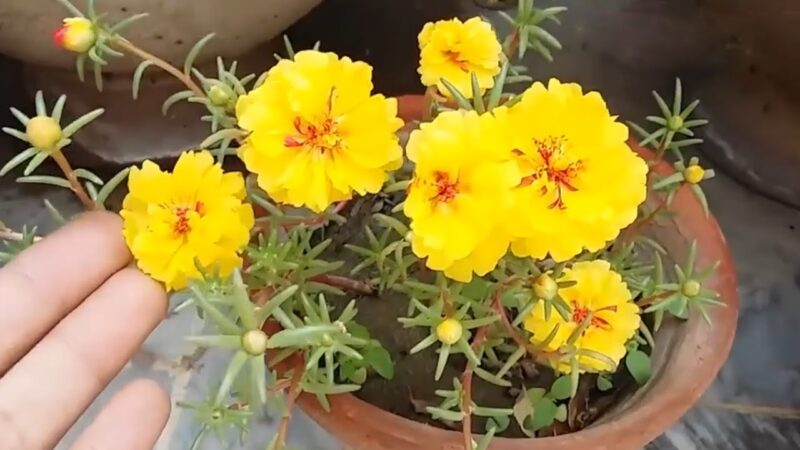 Cách Trồng Hoa Mười Giờ Mỹ Đạt Năng Suất Kép Và Ra Hoa Quanh Năm