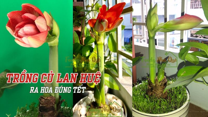 Cách Trồng Hoa Huệ Đỏ Nở Vào Dịp Tết Rực Rỡ Và Chuẩn Kỹ Thuật