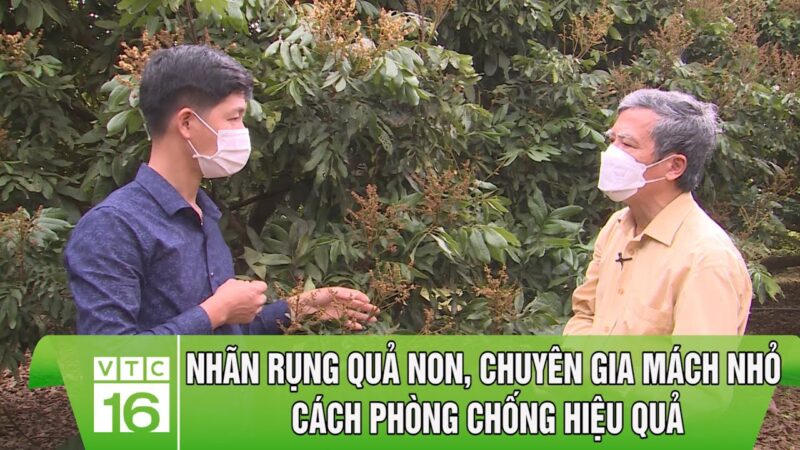 Cách Chăm Sóc Sầu Riêng Ra Hoa Đậu Quả Hiệu Quả Nhất Từ Chuyên Gia