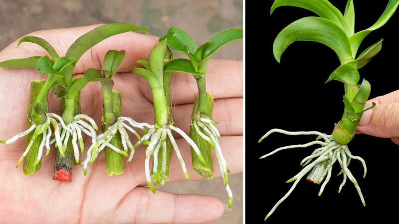 Cách Trồng Cây Cần Sa Bằng Hạt: Hướng Dẫn Chi Tiết A-Z Cho Người Mới