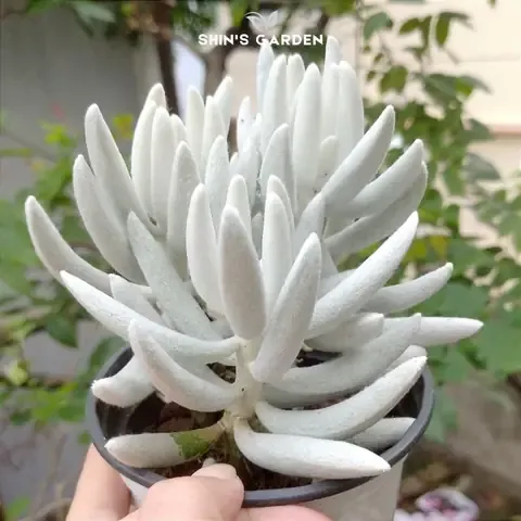 Mệnh Kim nên trồng cây gì ở bàn làm việc