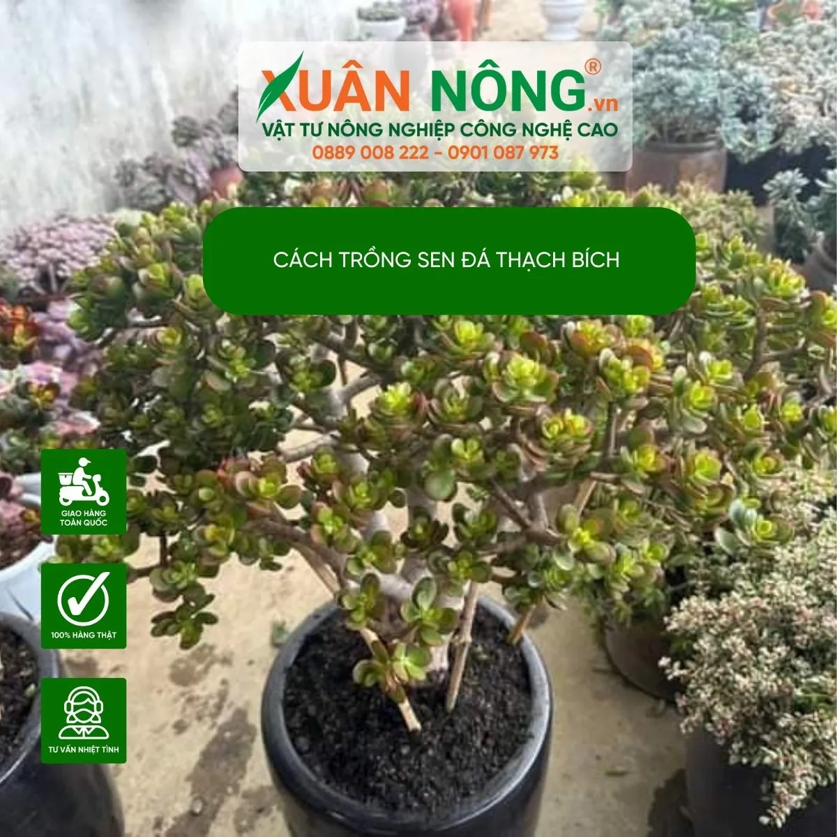 Minh họa các bước trồng sen đá thạch bích để đạt hiệu quả cao nhất