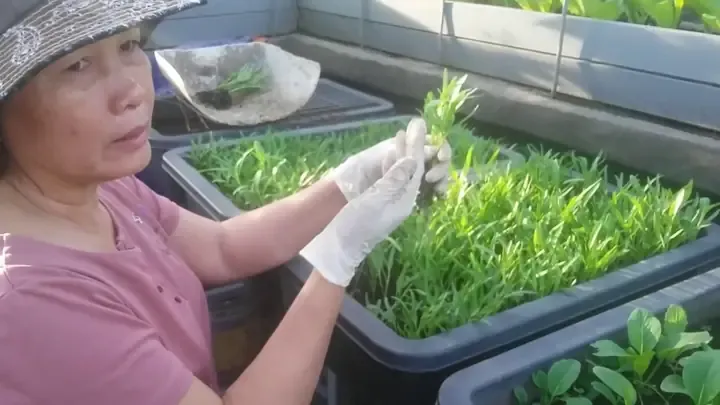 Minh họa các phương pháp nhân giống vô tính và cách trồng cây không cần hạt giống