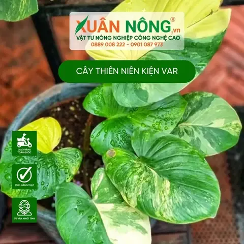 Minh họa mật độ trồng cây thiên niên kiện hợp lý để thu hoạch củ lớn