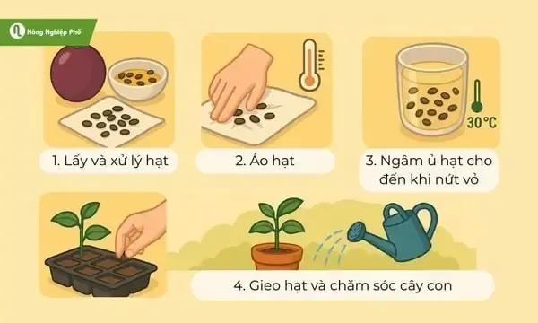 Minh họa quả sung chín và cách thu hoạch đúng kỹ thuật