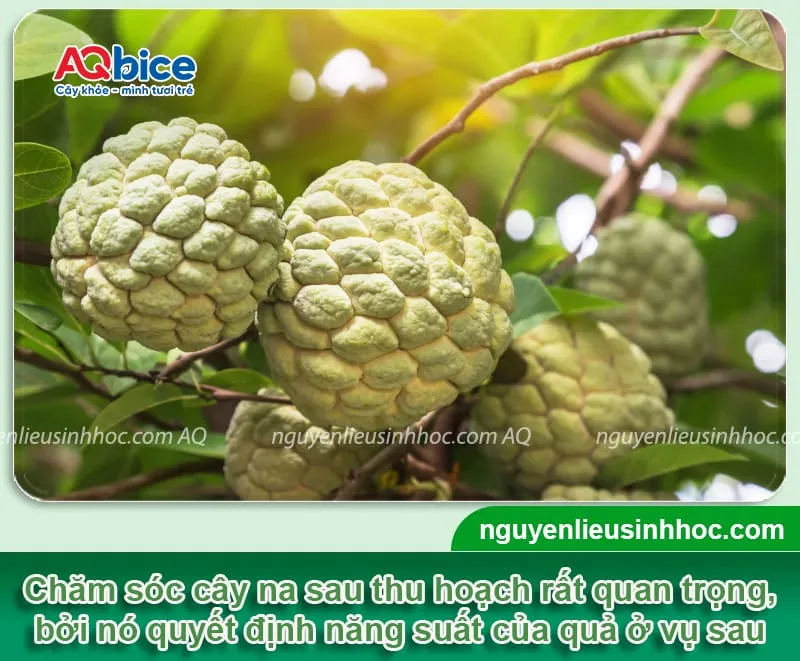 Minh họa quá trình phục hồi và ra chồi non của cây na sau thu hoạch