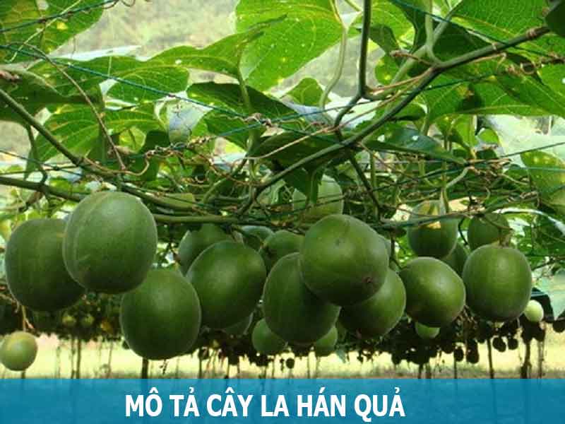 cách trồng cây dưa hấu từ hạt – Toàn Bộ Quy Trình Từ A Đến Z