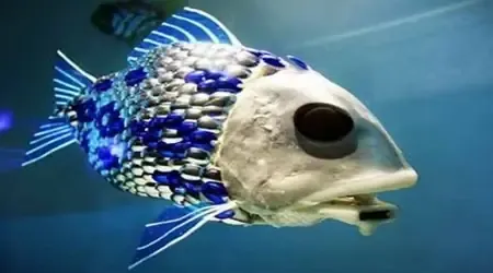 Mô tả chi tiết về cách chọn giá thể và vệ sinh rễ lan Vũ Nữ Cá Mập