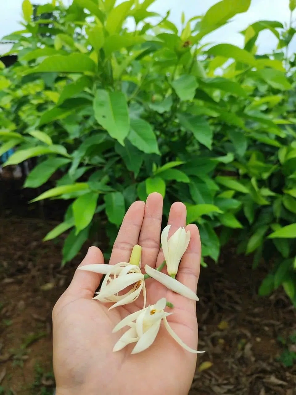 Món chè giải khát thanh nhiệt từ hoa ngọc lan có hương vị thơm ngon và nhiều lợi ích sức khỏe