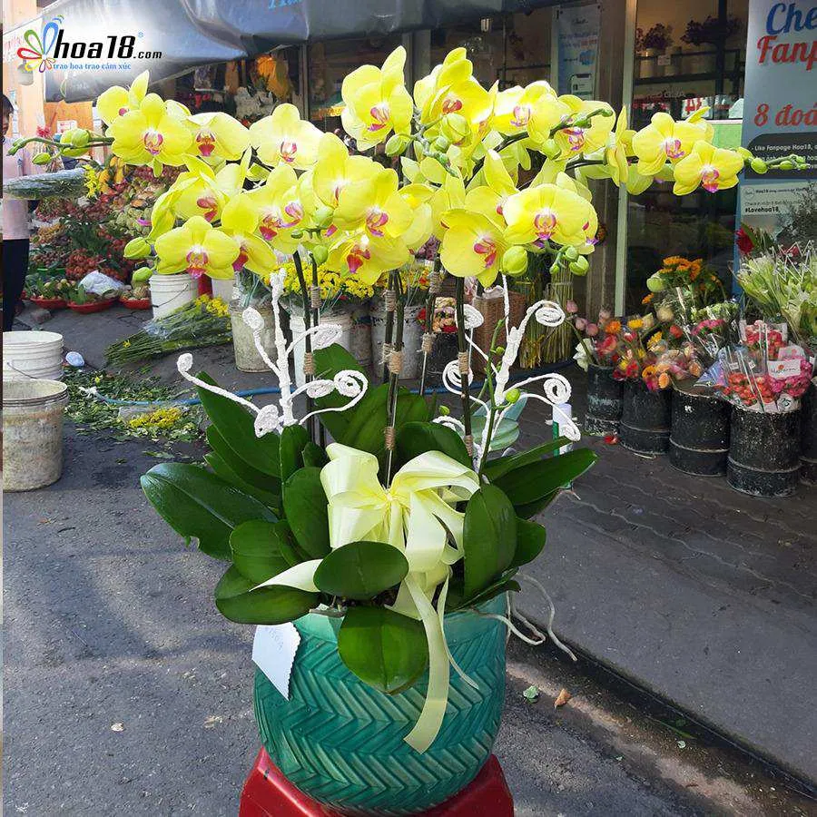 Một chậu lan hồ điệp với nhiều cành hoa nở rộ, được bày trí tinh tế, là minh chứng cho sự chăm sóc tận tâm theo hướng dẫn của Hoa18