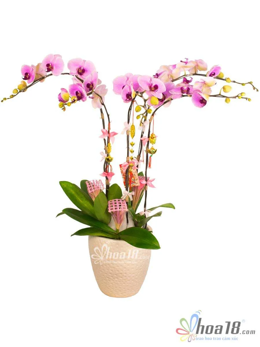 Một mẫu thiết kế hoa lan hồ điệp chưng Tết, tăng thêm vẻ sang trọng cho ngôi nhà, yêu cầu kỹ thuật chăm sóc lan hồ điệp lâu tàn cao