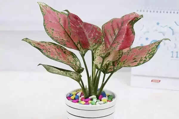 Một số loại cây phong thủy hợp tuổi Giáp Tuất 1994 thuộc hành Hỏa, màu đỏ, hồng, cam, tím