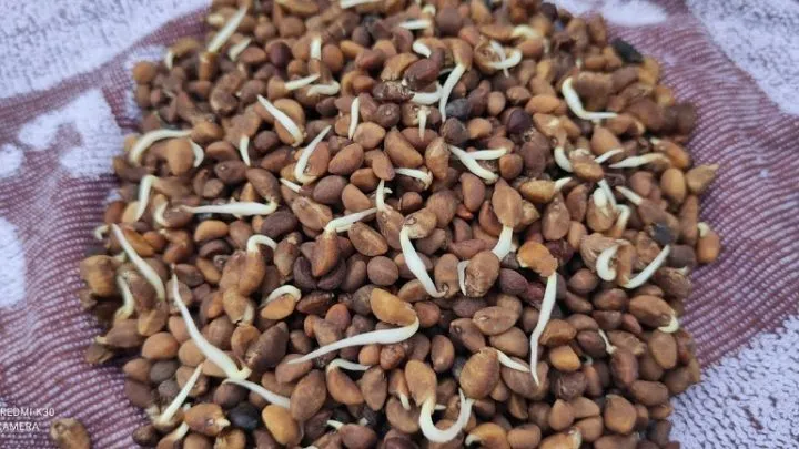 Một vườn cây bần ổi đang được chăm sóc