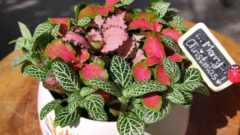 Mua cây cẩm nhung tại cửa hàng cây cảnh hoặc website uy tín