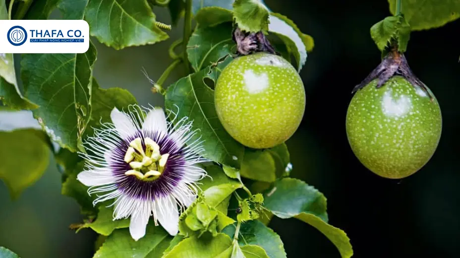 Thời Điểm Trồng Chanh Dây Tốt Nhất Trong Năm Đạt Năng Suất Tối Đa