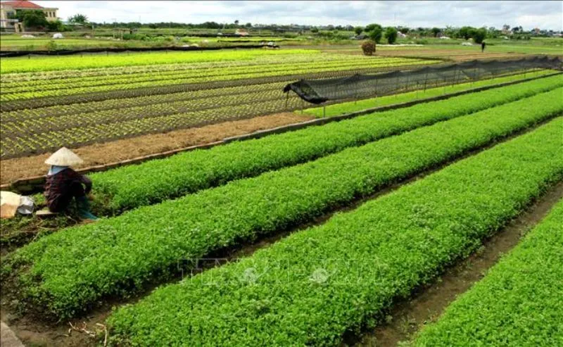 Mua đất trồng cây hàng năm phục vụ mục đích sản xuất và canh tác nông nghiệp