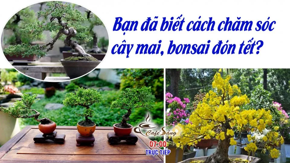 Người đang thực hiện kỹ thuật chăm sóc và cắt tỉa cây mai bonsai