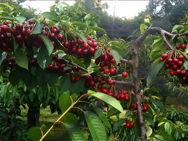 Người làm vườn đang tiến hành cắt tỉa cành nhánh cho cây cherry theo đúng kỹ thuật