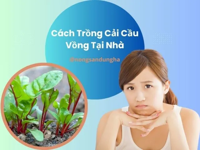 Người nông dân đang trồng cây huyết giác vào chậu đất tơi xốp, minh họa cách trồng cây huyết giác hiệu quả