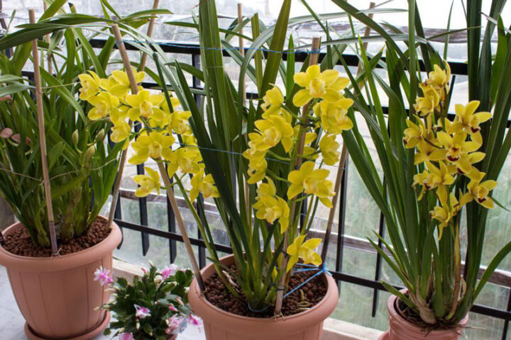 Cách Trồng Hoa Địa Lan Vào Chậu: Hướng Dẫn Chi Tiết Từ A Đến Z