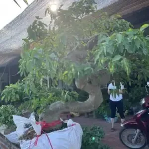 Nguồn Gốc Và Vùng Miền