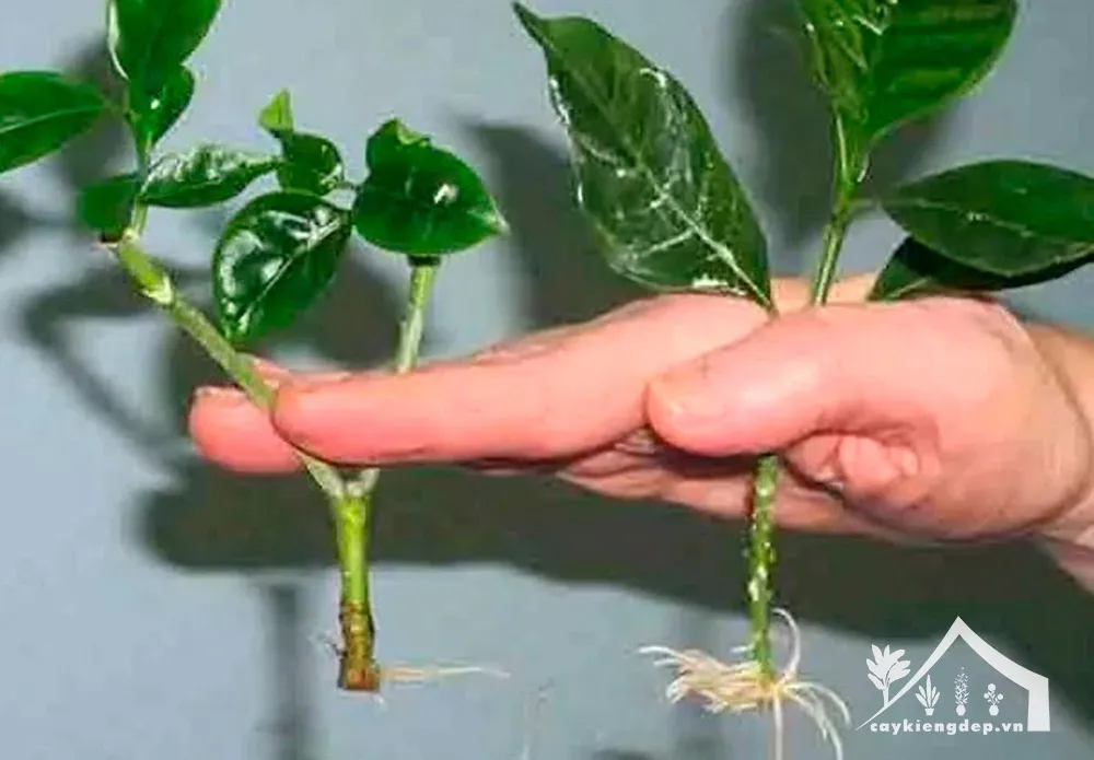 nhân-giống-mai-vạn-phúc-bằng-giâm-cành