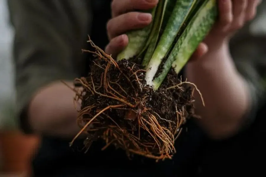 Nhổ cây lên và loại bỏ những phần rễ bị hỏng thối để cứu cây lưỡi hổ