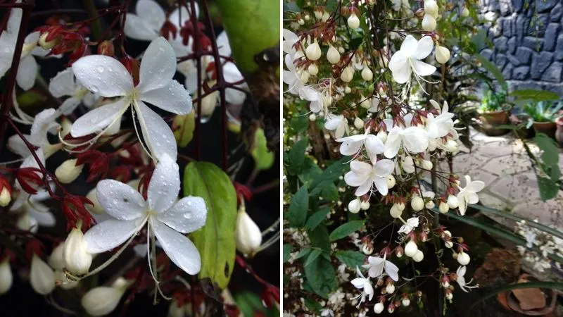 Những búp hoa dạ ngọc minh châu đẹp tựa những viên ngọc lung linh, báo hiệu mùa hoa sắp tới