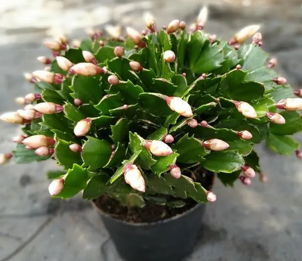 Những chậu cây lan càng cua tiểu quỳnh xinh đẹp đã nở hoa