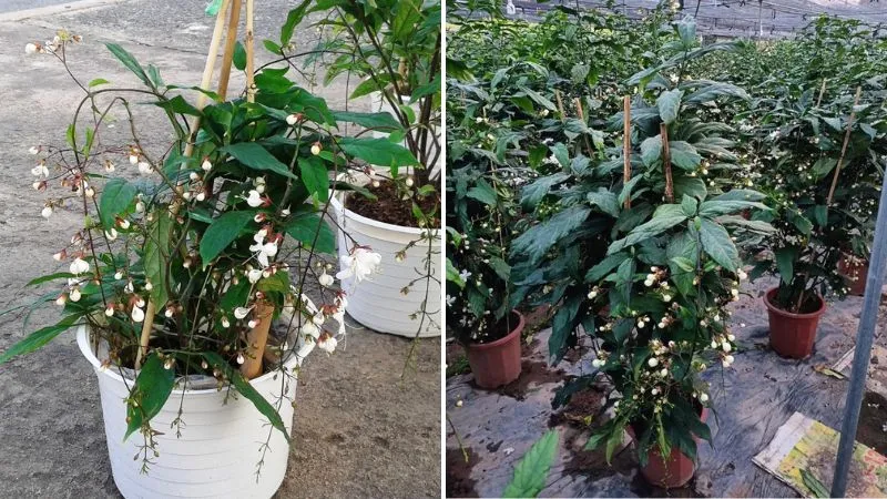 Những chậu hoa dạ ngọc minh châu xanh mướt, xum xuê cho thấy cây được chăm sóc kỹ lưỡng