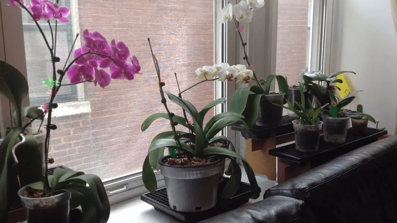 Những lưu ý khi chăm sóc hoa lan Hồ Điệp sau Tết