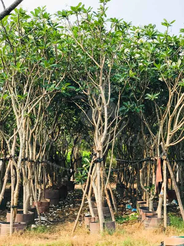 Nơi cung cấp sứ đại Sài Gòn Hoa